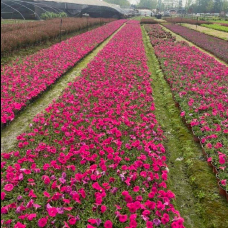 牵牛花