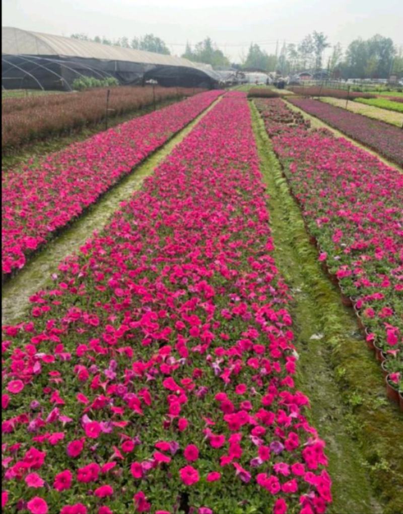牵牛花