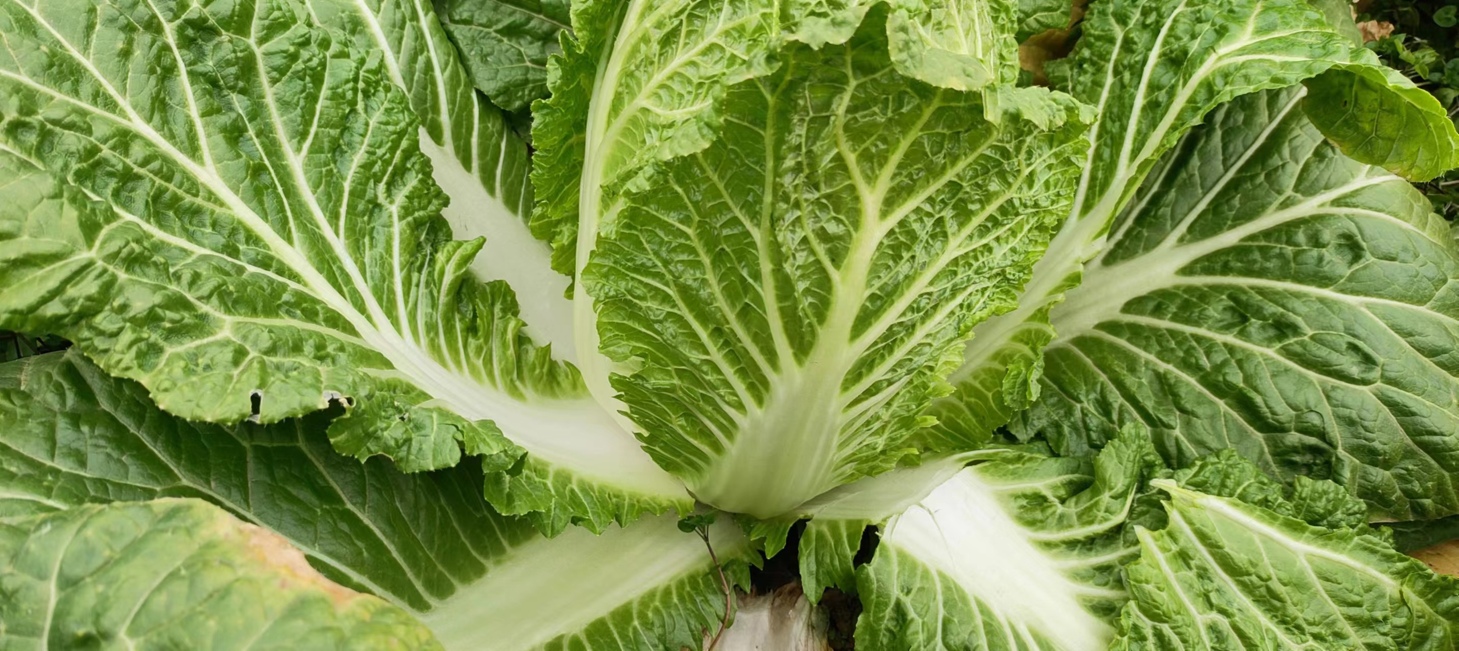 白菜特写展示其嫩白叶脉与清甜外观