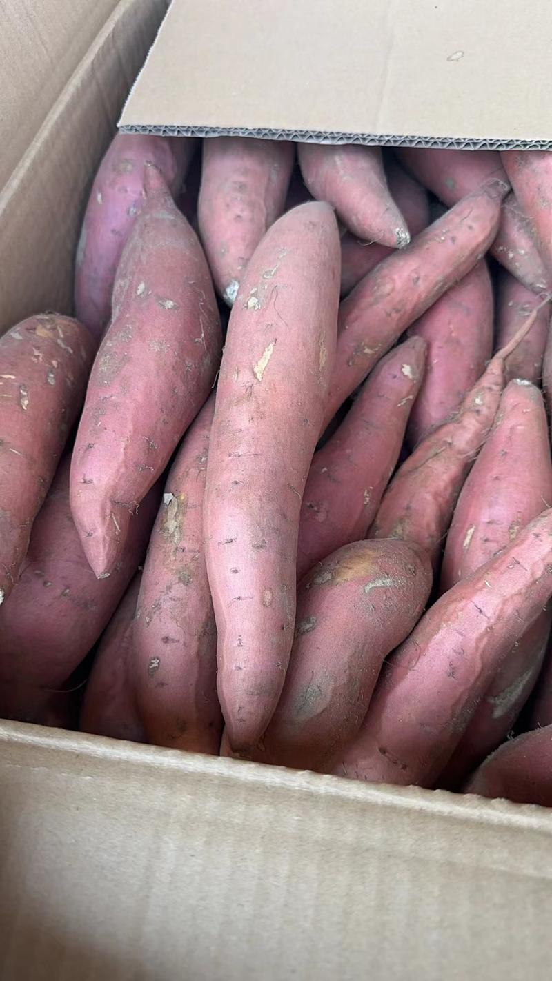 烟薯25种薯提供技术指导保证出芽率品种齐全基地直发