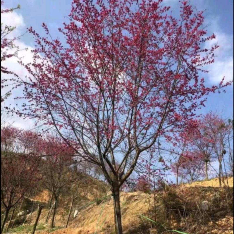 山樱花