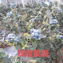 《山东蓝莓》L25优瑞卡H5云雀f6全国发货