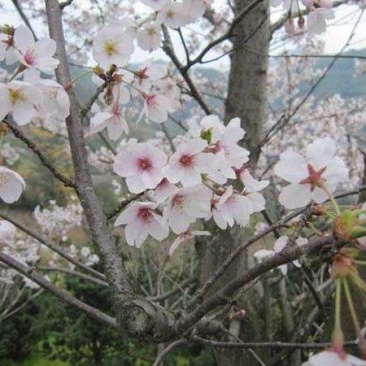 日本晚樱