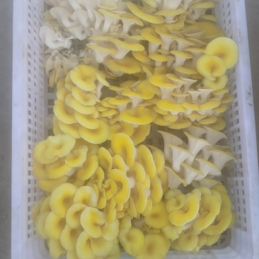 云南昆明榆黄茹平菇一手货源保质保量欢迎老板来电咨询