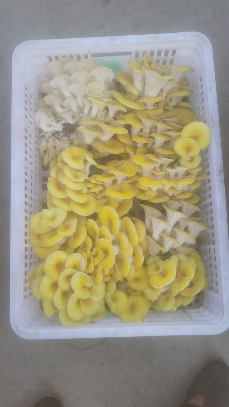 云南昆明榆黄茹平菇一手货源保质保量欢迎老板来电咨询