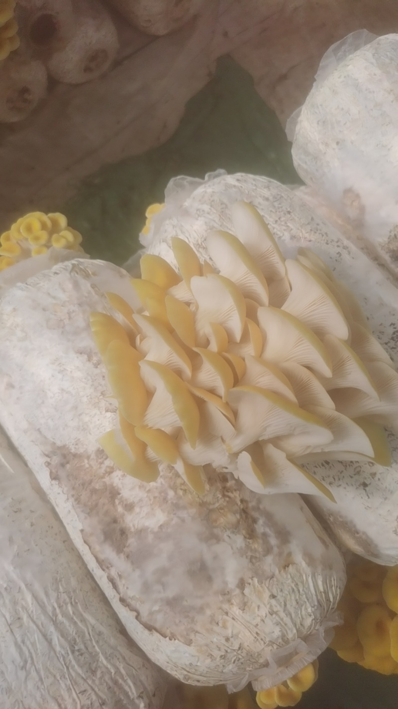 云南昆明榆黄茹平菇一手货源保质保量欢迎老板来电咨询