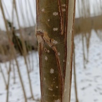 杨树大户，没有杨树花的好品种，欢迎各地老板采购