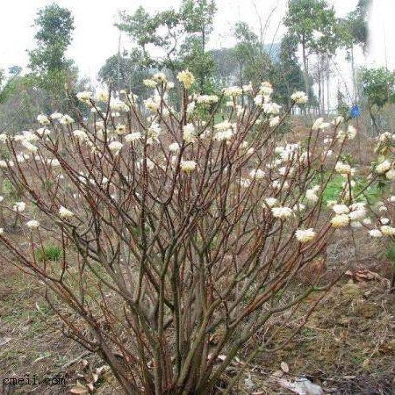 结香花苗