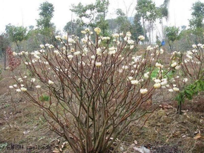 结香花苗