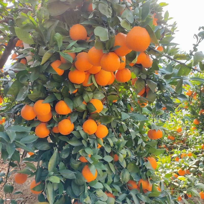 石棉黄果柑