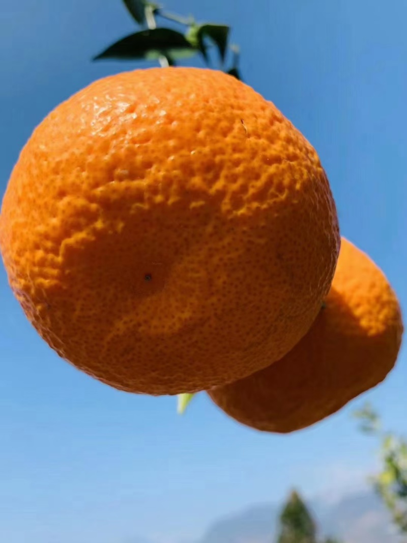 石棉黄果柑