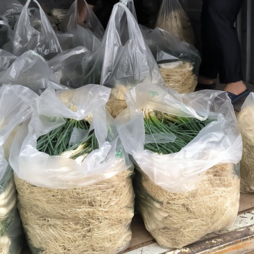 荞头