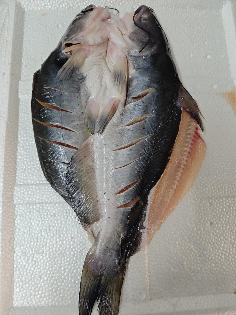 8元/条开背叉尾鮰鱼，一件起批发，活鱼加工，淡盐腌制