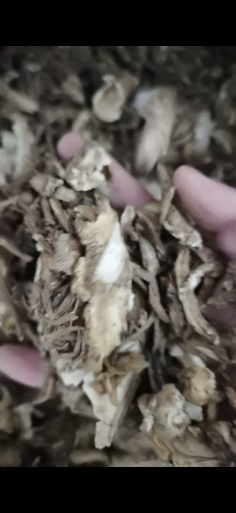 独活大活泽润中药独活批发零售各种中药材