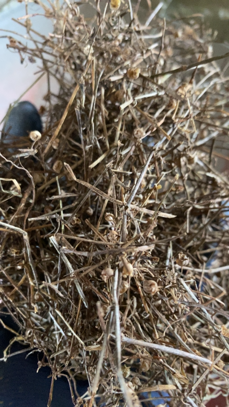 白花蛇草