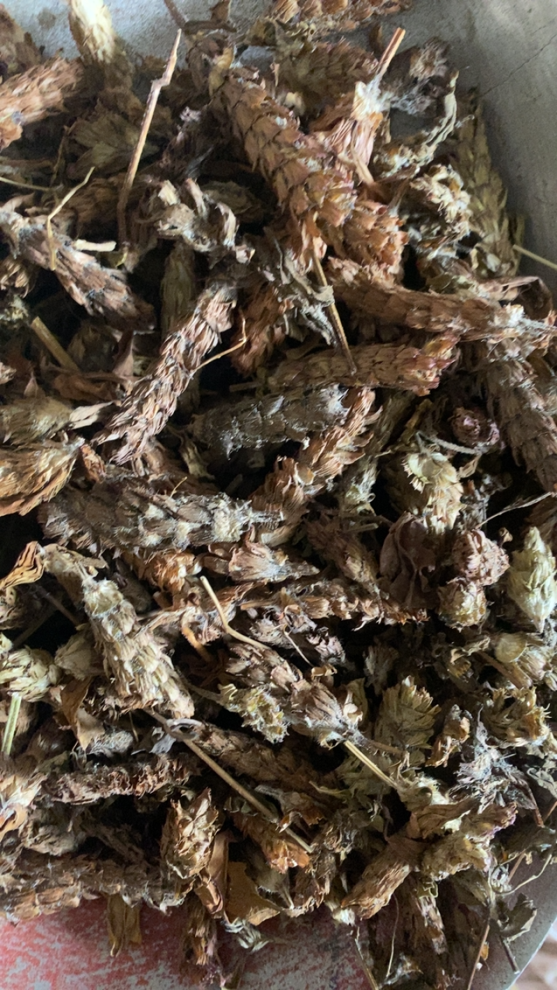 夏枯球