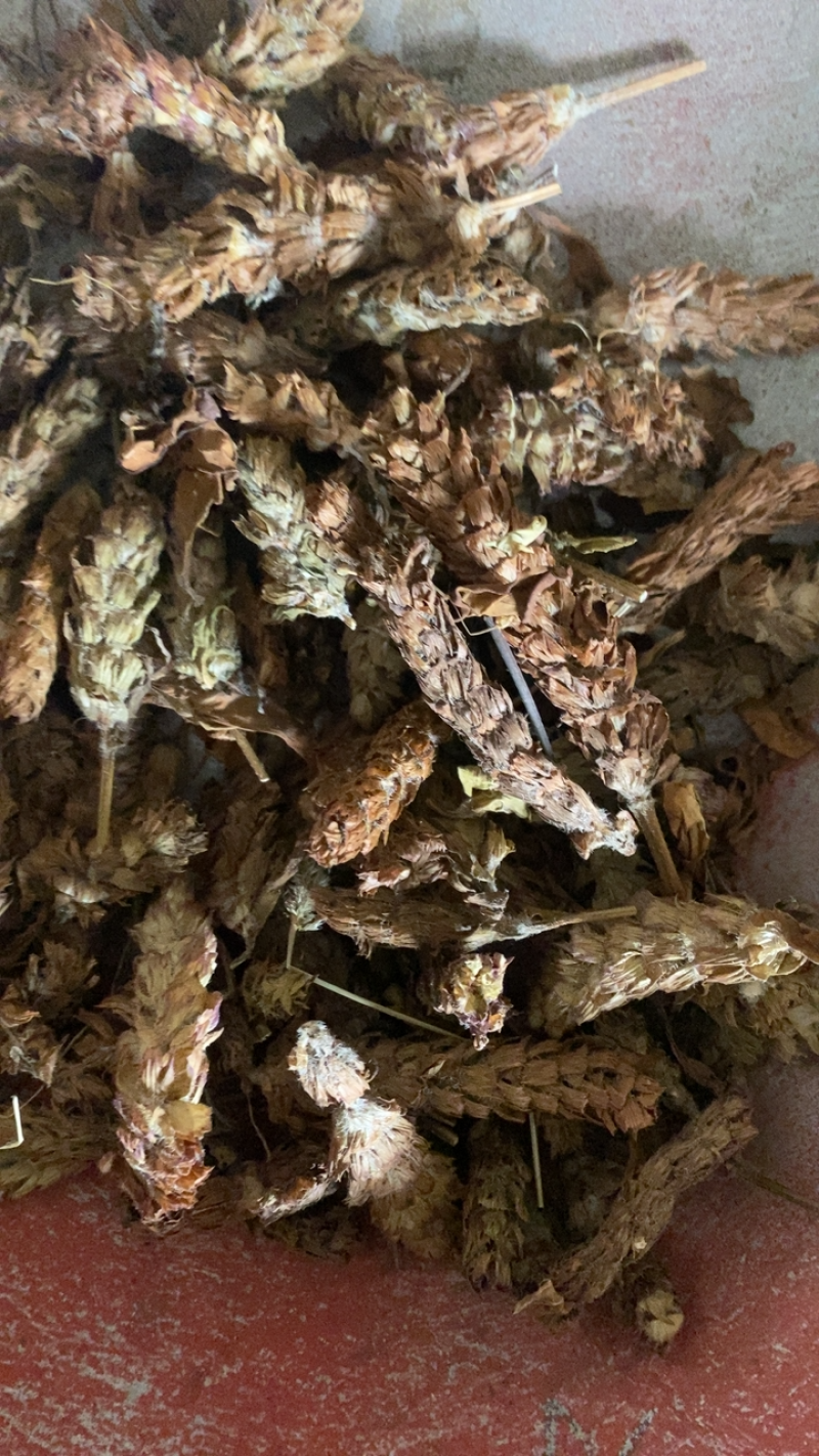 夏枯球