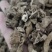 泽润中药川牛膝批发零售各种中药材