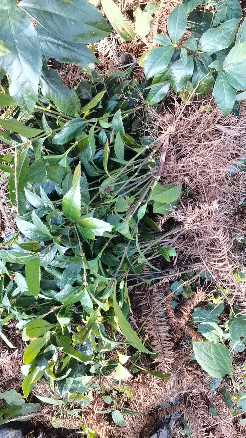 草珊瑚