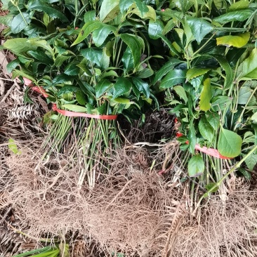 草珊瑚