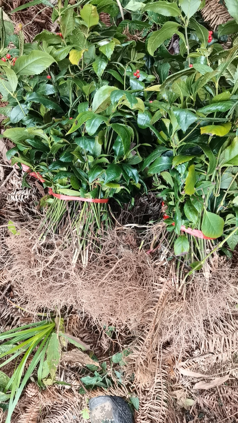 草珊瑚