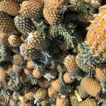湛江🍍