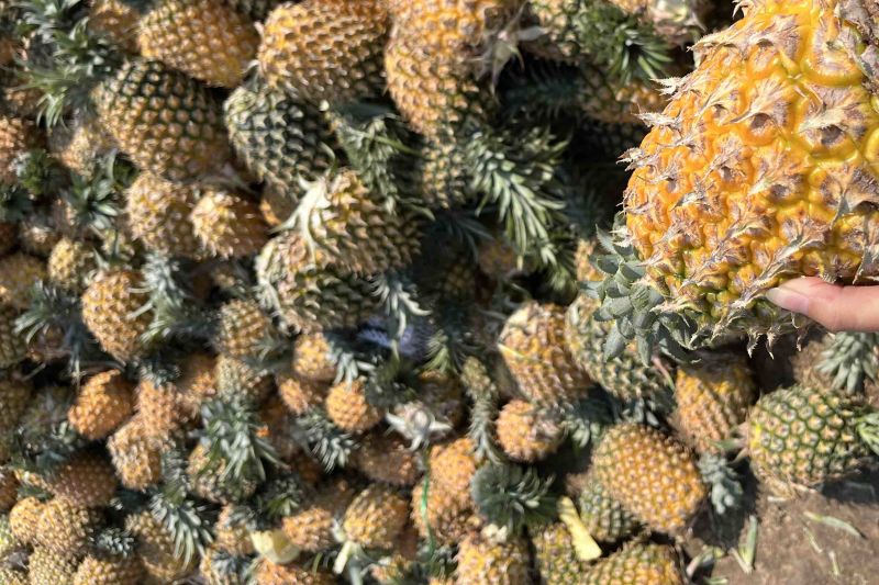 湛江🍍