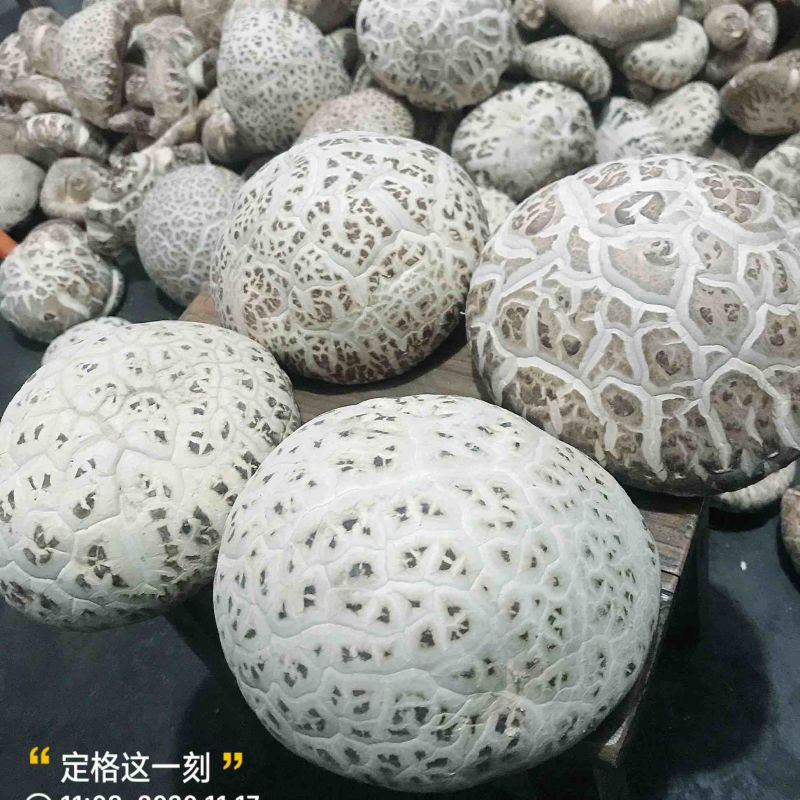 大花菇