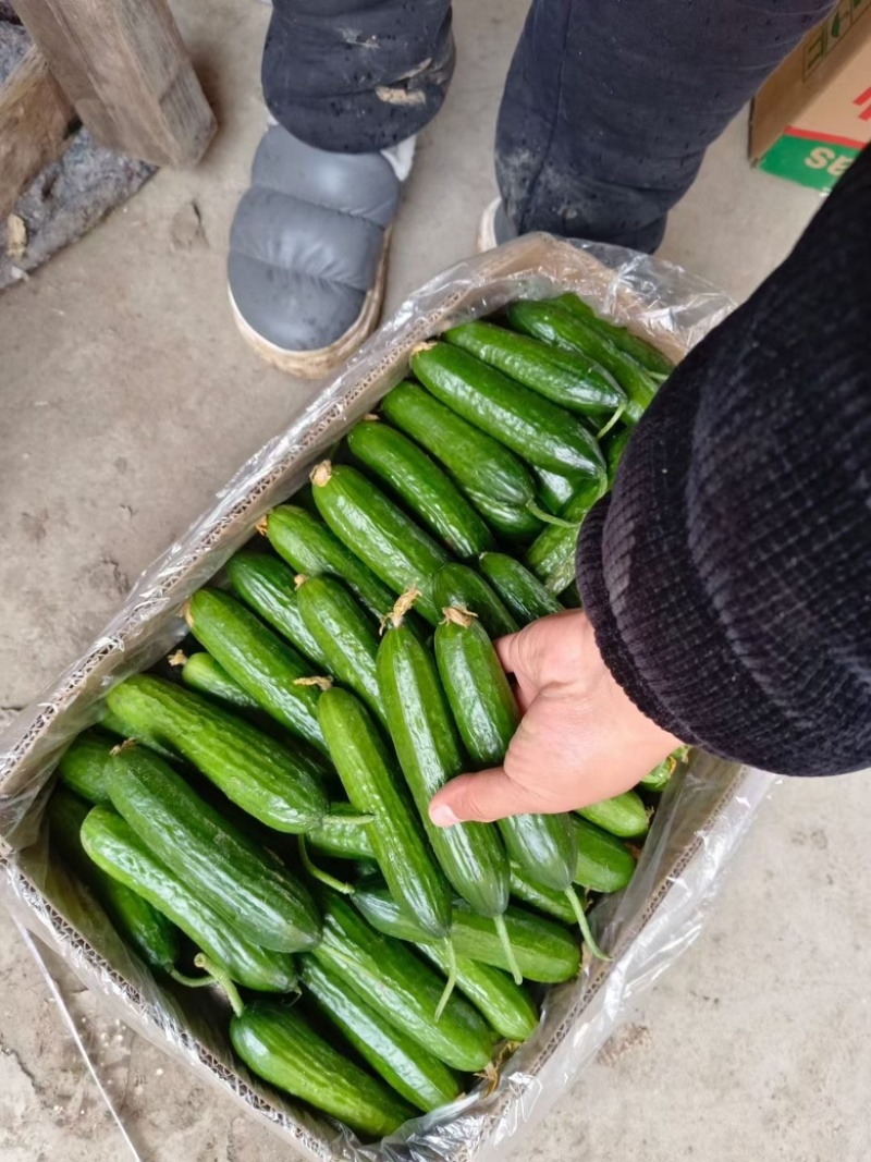 精品小黄瓜，各种包装全国发货量大价优欢迎咨询