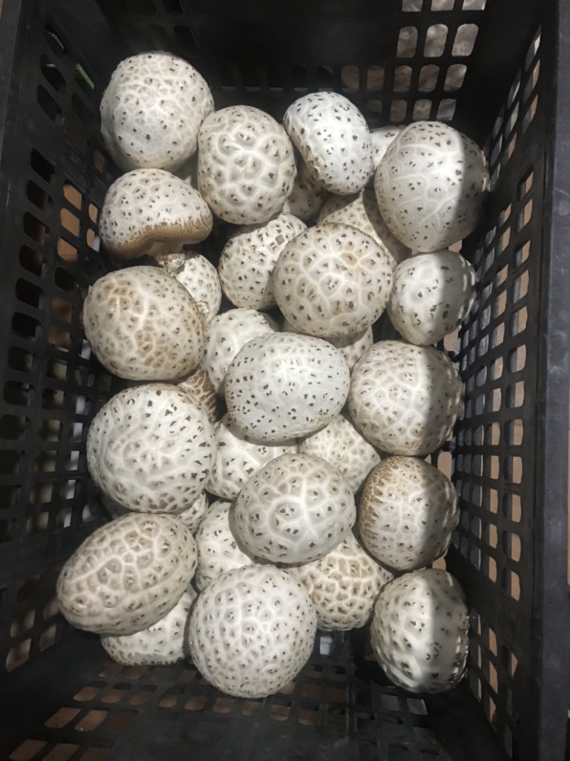 大花菇