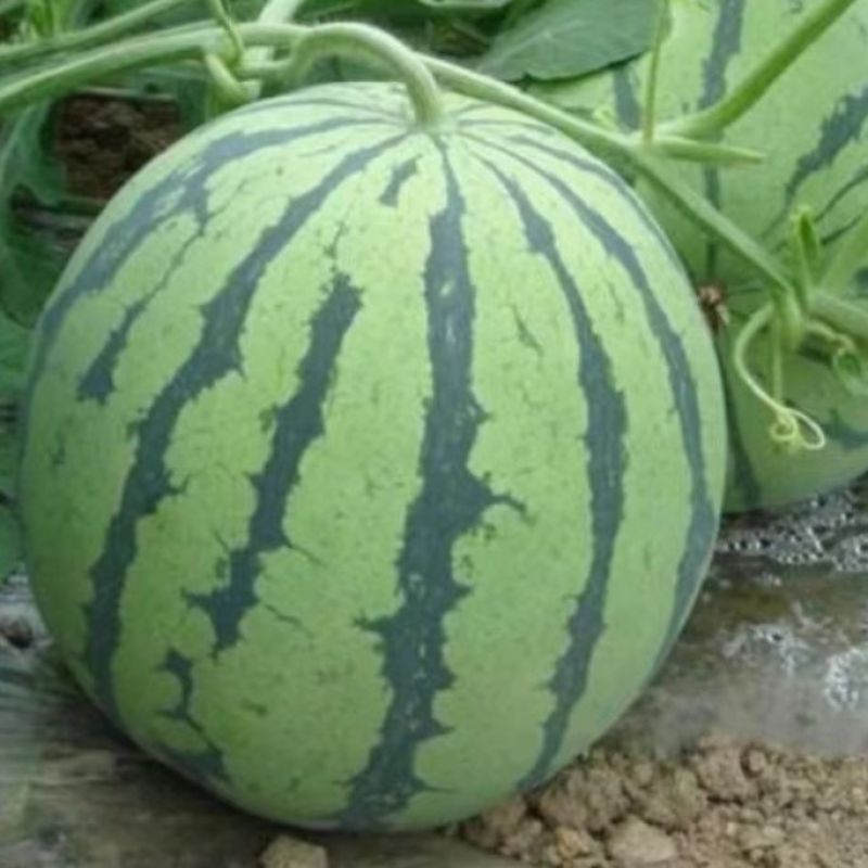 麒麟西瓜头茬无籽西瓜现大量有货产地直发货源充足