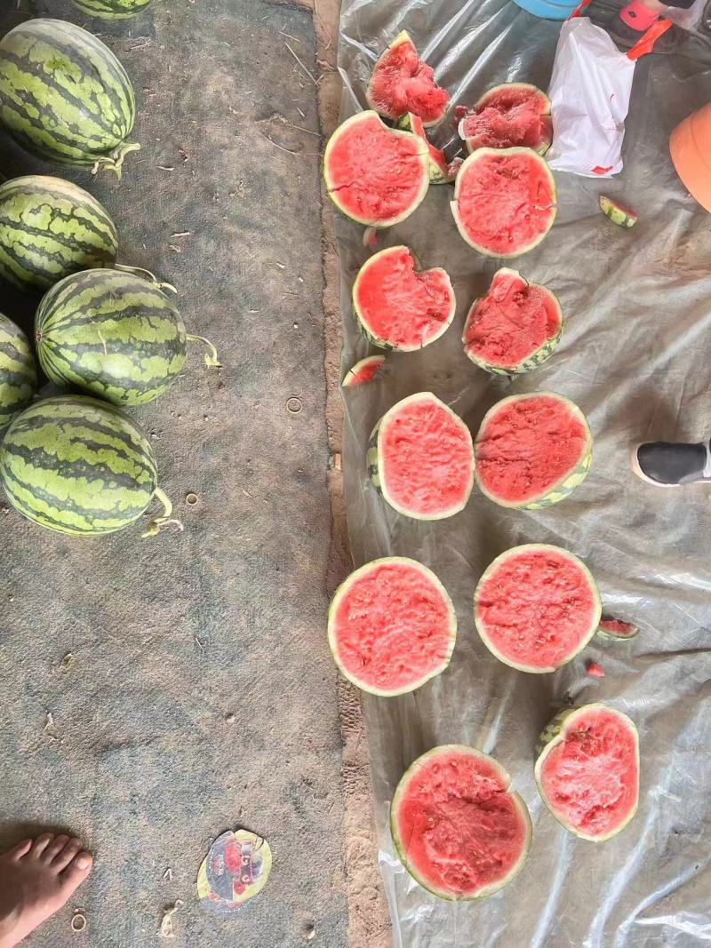 麒麟西瓜头茬无籽西瓜现大量有货产地直发货源充足