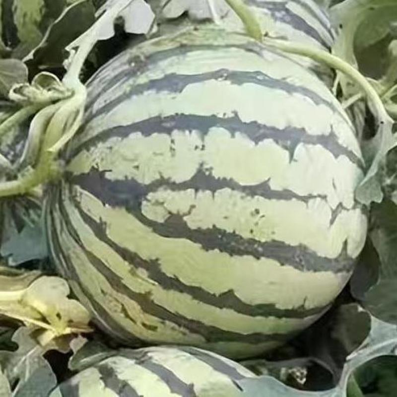 美都西瓜一手货源口感清爽品质感价格美欢迎