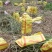 热卖广西甜象草三号甜象草种苗产地直发全国发货