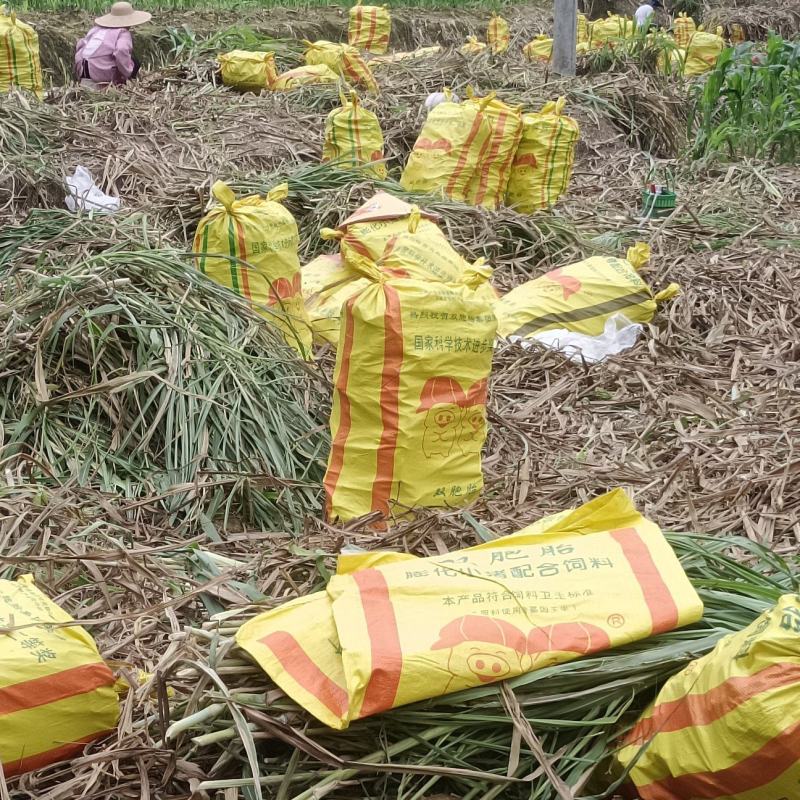 热卖广西甜象草三号甜象草种苗产地直发全国发货