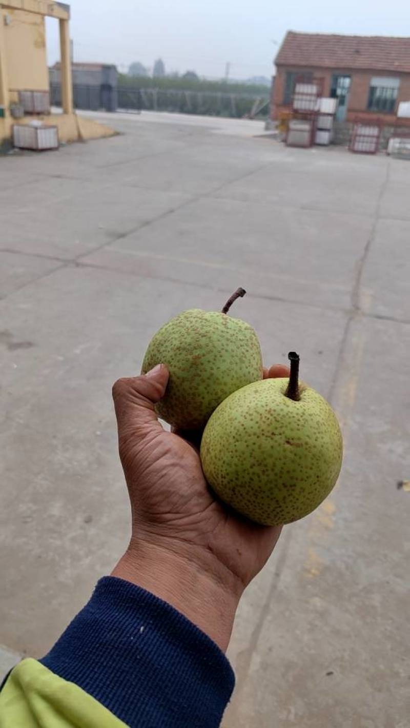 梨乡莱阳照旺庄镇优质莱阳梨，产地直供，质优价适，欢迎垂询