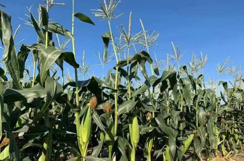 云南水果玉米现已大量上市需要的老板速联系