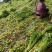 山东金乡西芹，芹菜大量上市！