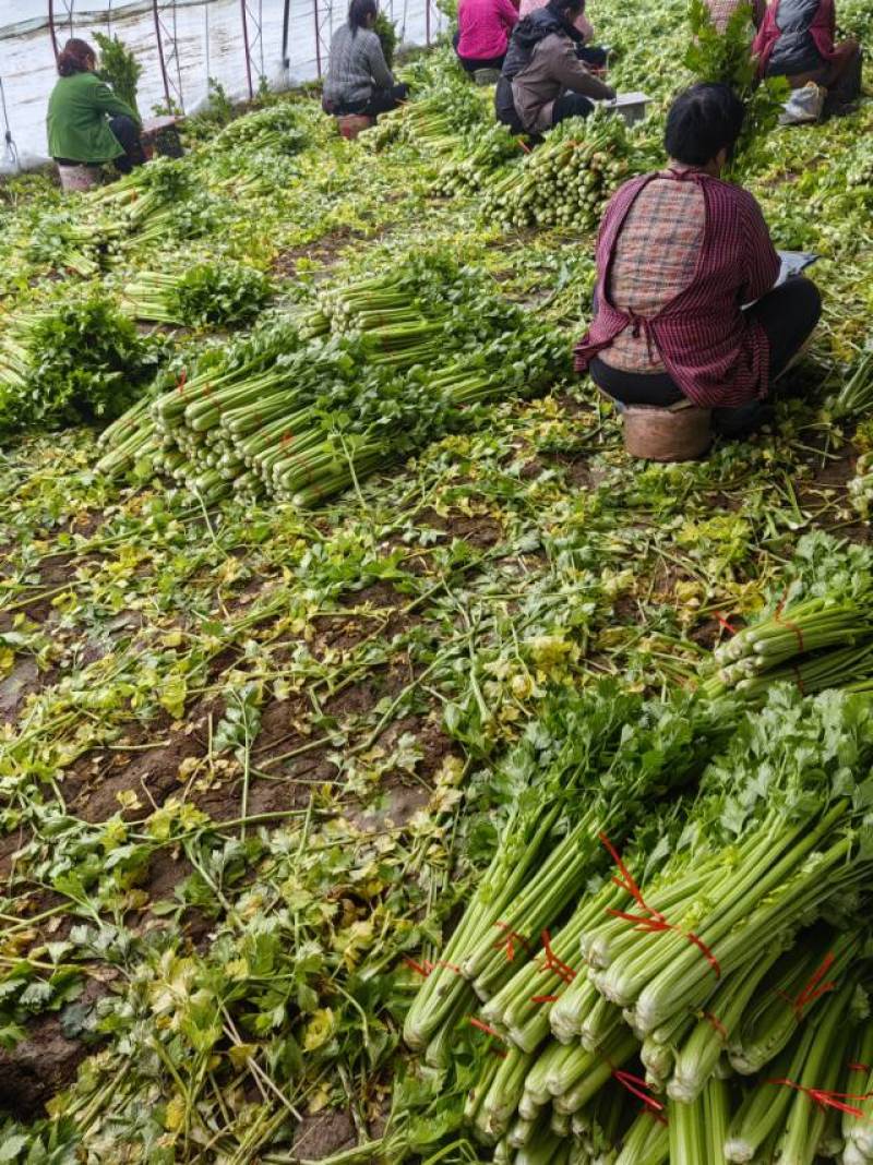 山东金乡西芹，芹菜大量上市！