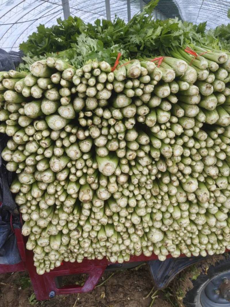 山东金乡西芹，芹菜大量上市！