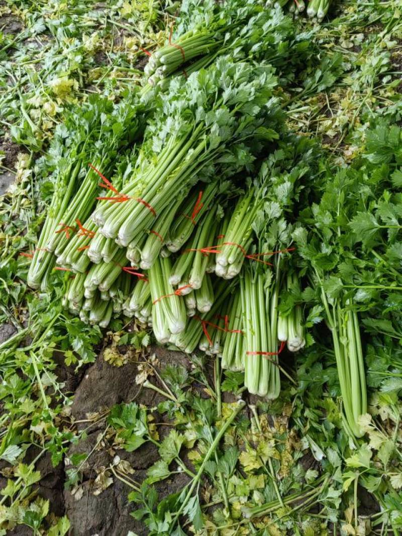 山东金乡西芹，芹菜大量上市！