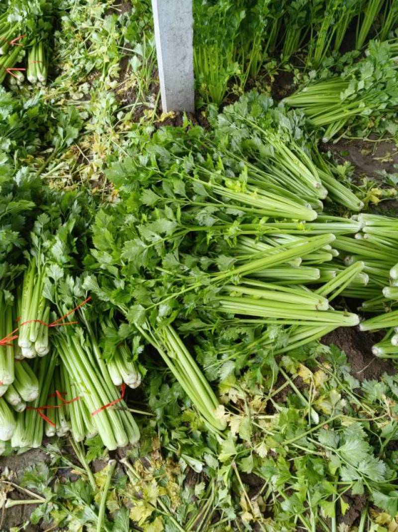 山东金乡西芹，芹菜大量上市！