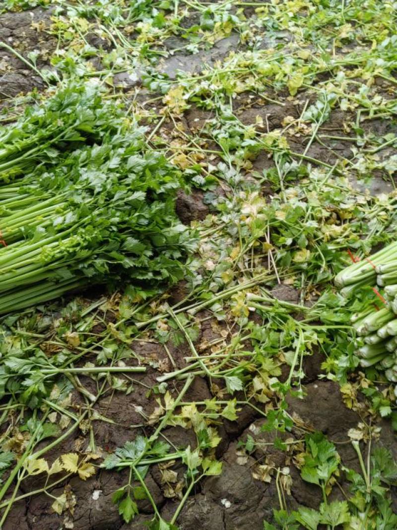 山东金乡西芹，芹菜大量上市！