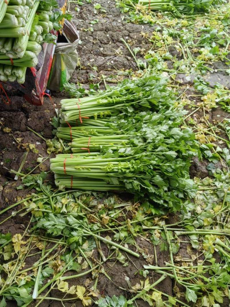 山东金乡西芹，芹菜大量上市！