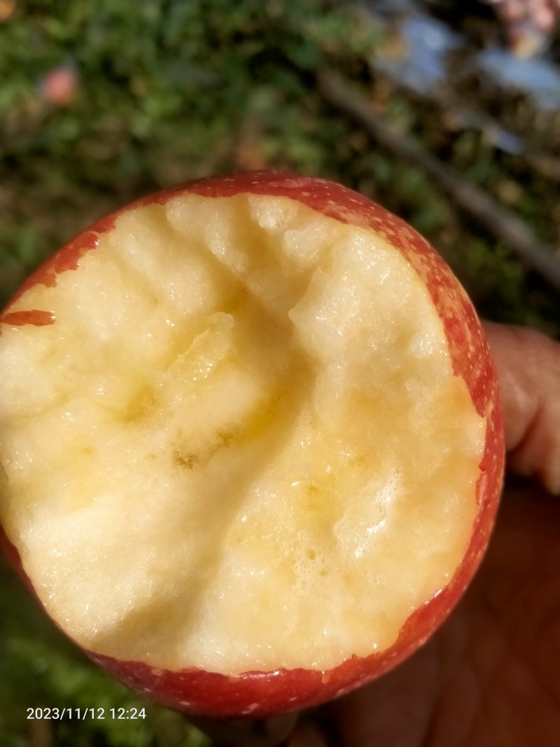 红富士苹果