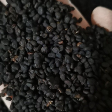 补骨脂无杂质正品补骨脂批发零售各种中药材