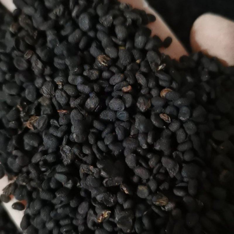 补骨脂无杂质正品补骨脂批发零售各种中药材
