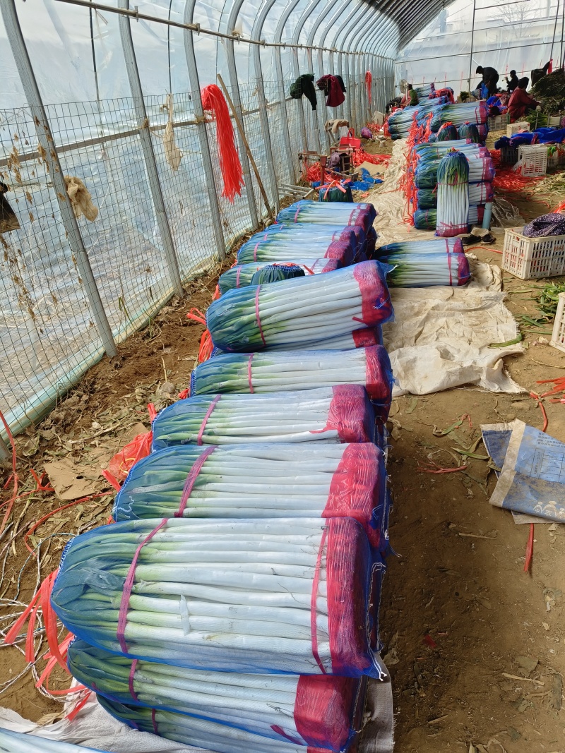 山东平邑铁杆大葱对接商超，产地直发对接全国，欢迎视频看货