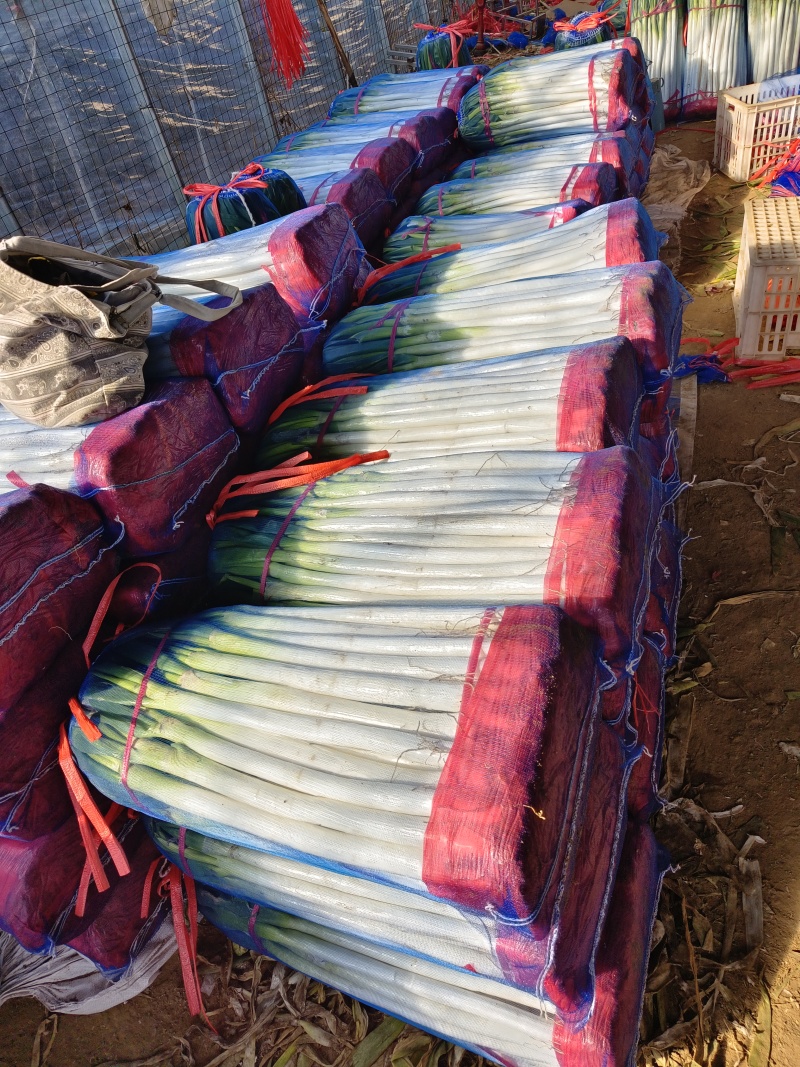 山东平邑铁杆大葱对接商超，产地直发对接全国，欢迎视频看货