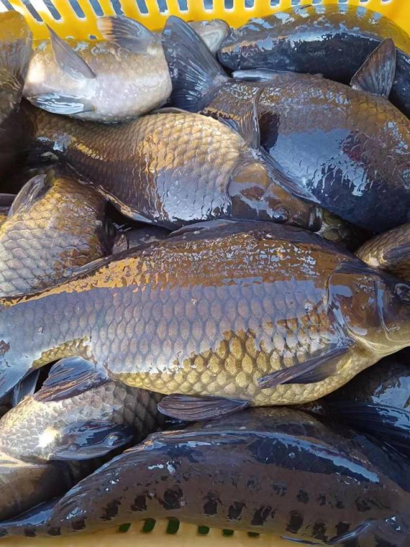 鸭绿江网箱鲫鱼，辽宁丹东宽甸水丰湖生态养殖网箱黄金鲫